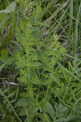 Hypericum perforatum