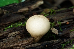 Apioperdon