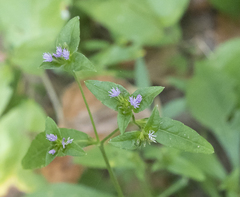 Elephantopus carolinianus