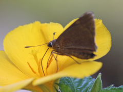 Asbolis capucinus