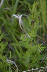 Hypericum perforatum