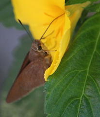 Asbolis capucinus