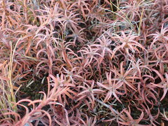 Dracophyllum recurvum