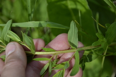 Hypericum perforatum