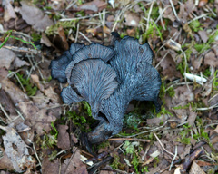 Craterellus caeruleofuscus