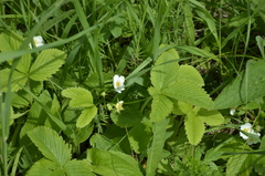 Fragaria viridis