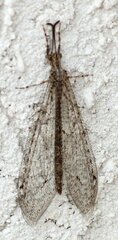 Neuroleon microstenus