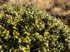 Brachyglottis bidwillii