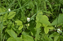 Fragaria viridis