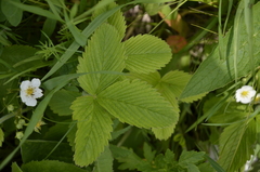 Fragaria viridis