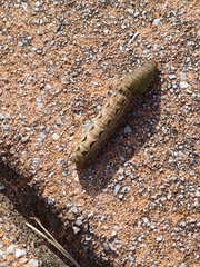 Lepidoptera