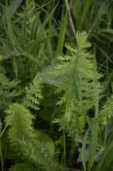 Filipendula vulgaris