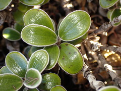 Brachyglottis bidwillii