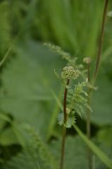 Filipendula vulgaris