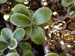 Brachyglottis bidwillii