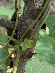 Matelea edwardsensis