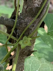 Matelea edwardsensis
