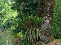 Vriesea