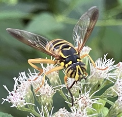 Spilomyia longicornis