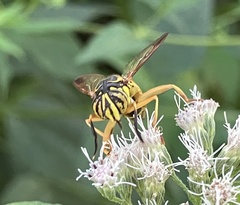 Spilomyia longicornis