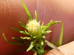Symphyotrichum ciliatum