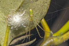 Tetragnatha rubriventris