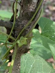 Matelea edwardsensis