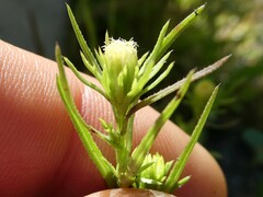 Symphyotrichum ciliatum