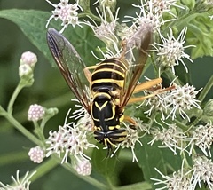 Spilomyia longicornis