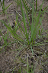 Poa pratensis