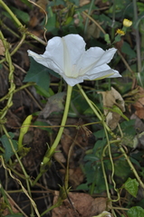 Ipomoea alba