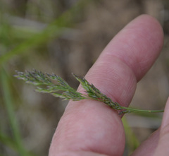 Poa pratensis