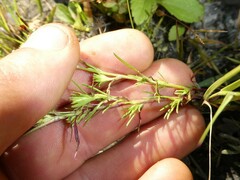 Symphyotrichum ciliatum