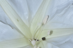Ipomoea alba