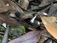 Apteria aphylla