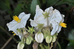 Solanum