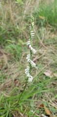 Spiranthes lacera gracilis