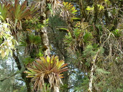 Vriesea