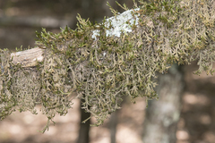 Porella platyphylla