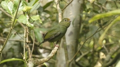 Chiroxiphia caudata