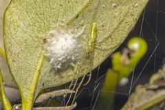 Tetragnatha rubriventris