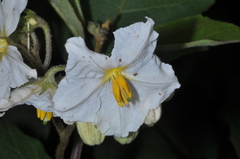 Solanum