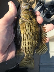 Ambloplites rupestris