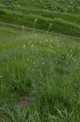 Camelina microcarpa