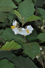 Solanum