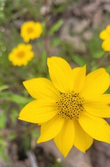 Heliopsis parvifolia