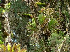 Aechmea distichantha