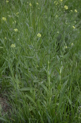 Camelina microcarpa
