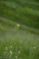 Camelina microcarpa