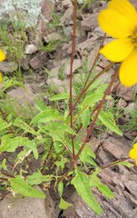 Heliopsis parvifolia